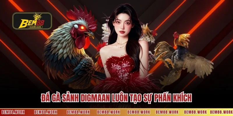Đá gà sảnh Digmaan luôn tạo sự phấn khích
