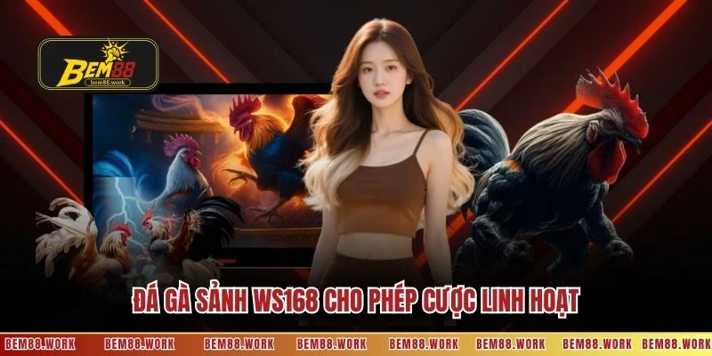 Đá gà sảnh WS168 cho phép cược linh hoạt