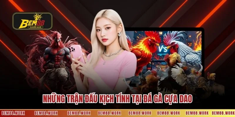 Những trận đấu kịch tính tại đá gà cựa dao